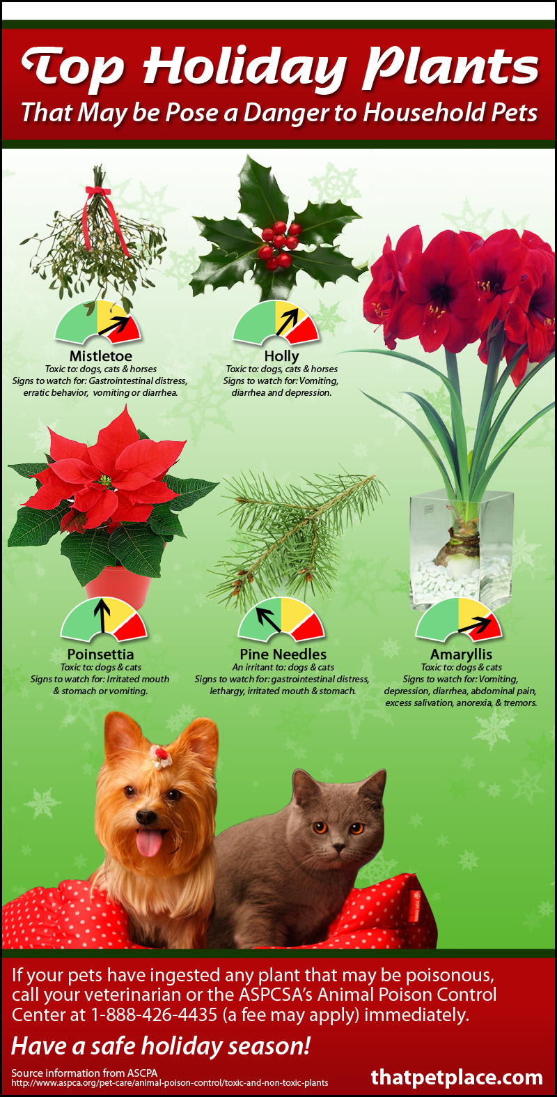 Pet Friendly Plants Aspca