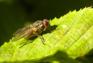 Biting Fly