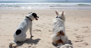 12 Pet Friendly Vacation Spots in the Mid-Atlantic